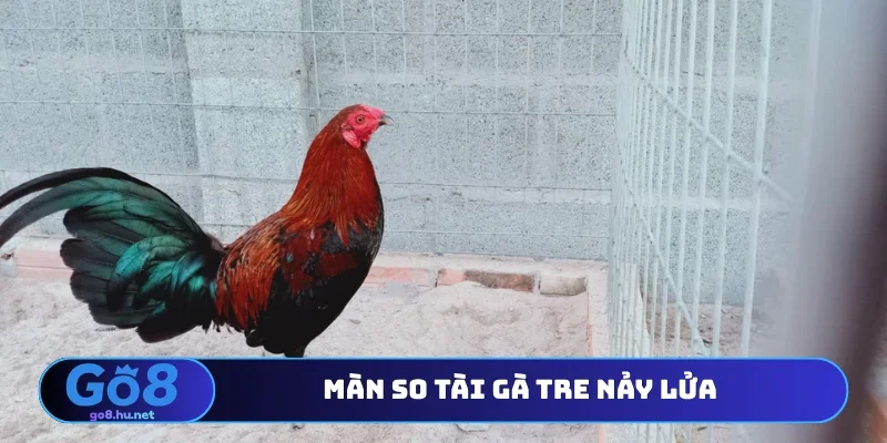 Màn so tài gà tre nảy lửa